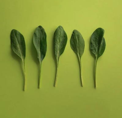 시금치와 색깔이 짙은 채소