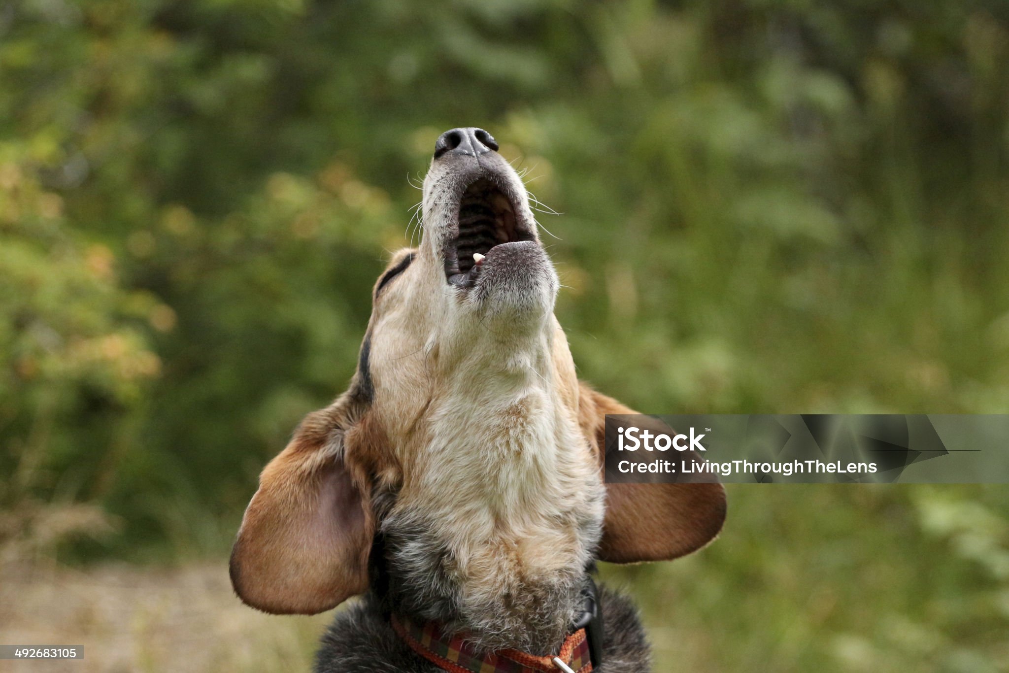 애완견이 짖는 이유
