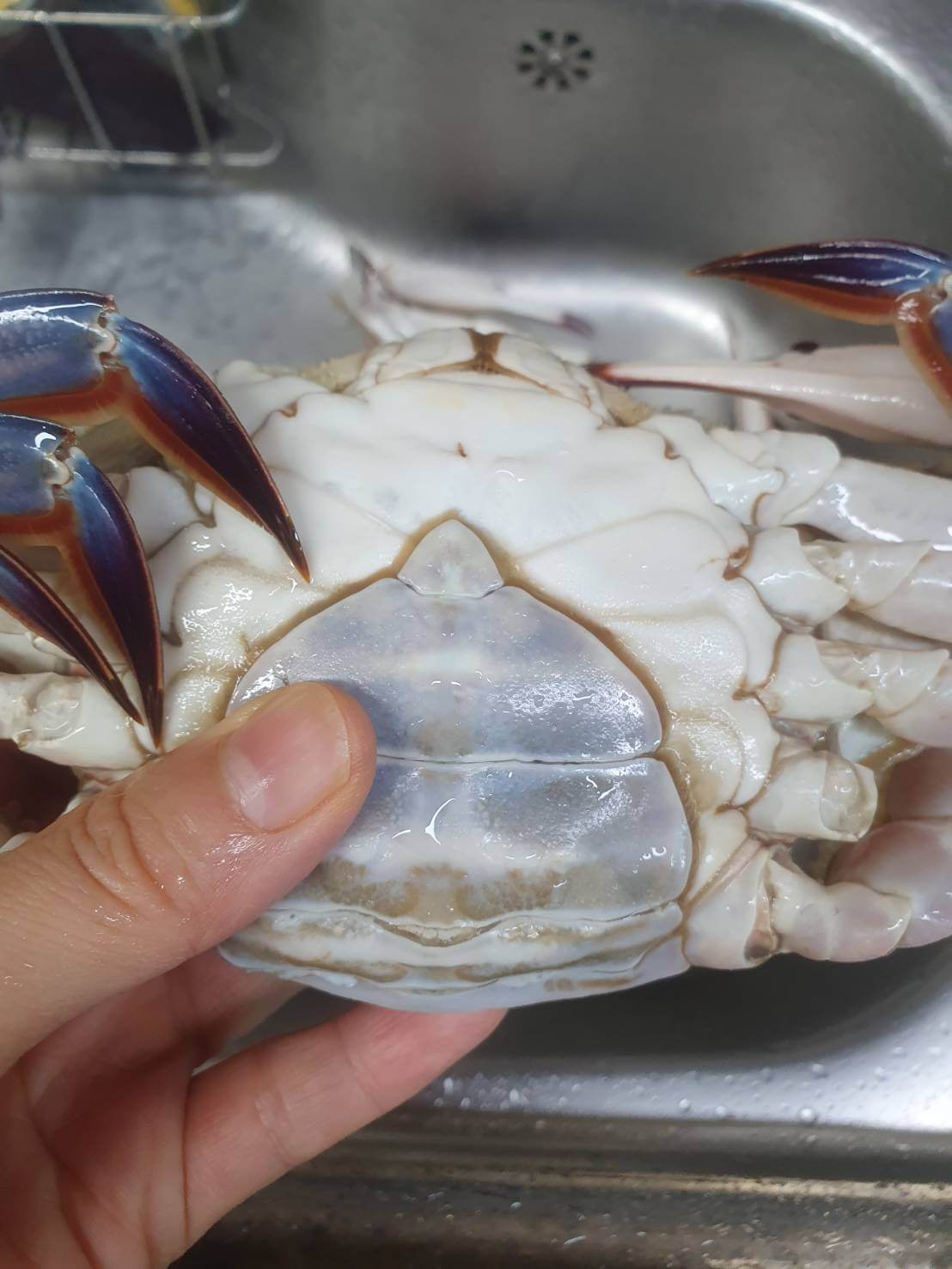 양념 꽃게 무침