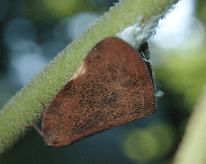 갈색날개매미충
