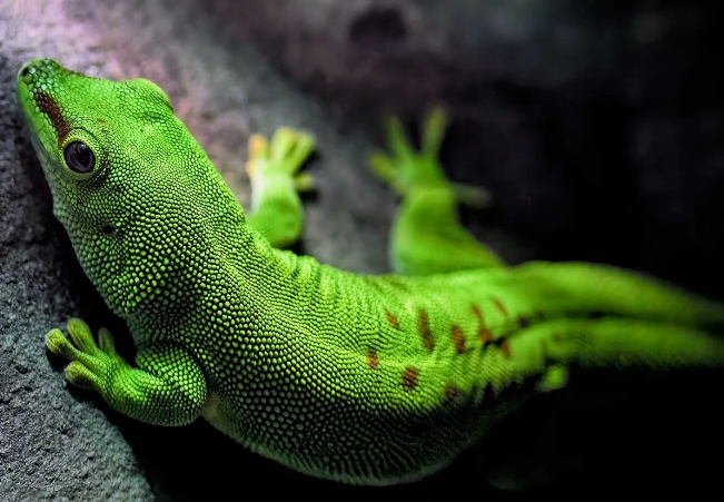 바이오미메틱스(Biomimetics): 자연에서 영감을 얻는 혁신적 기술