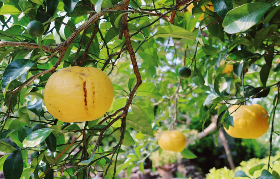 6시내고향 포멜로 효능과 부작용