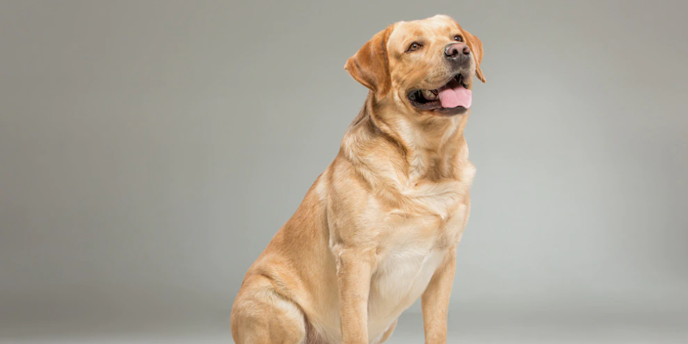 강아지 똥먹는 이유