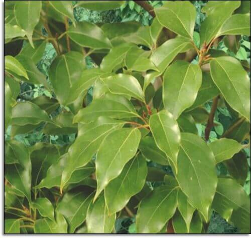 보르네올 식물 녹나무