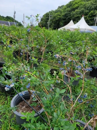 블루베리 재배 산도 조절 피트모스 혼합 여름 관수_11