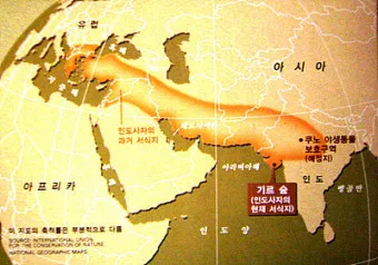 아시아사자 인도 동물 특징 성격_11