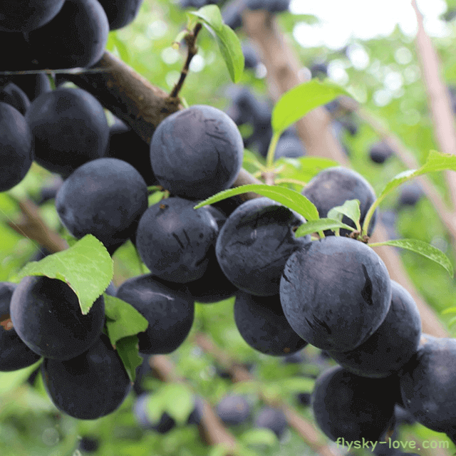 바이오체리(Bio Cherry)