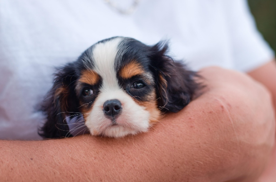 강아지 미용 후 피부 상처
