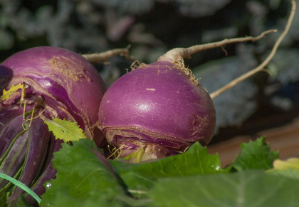 강화도의 '순무' 이야기