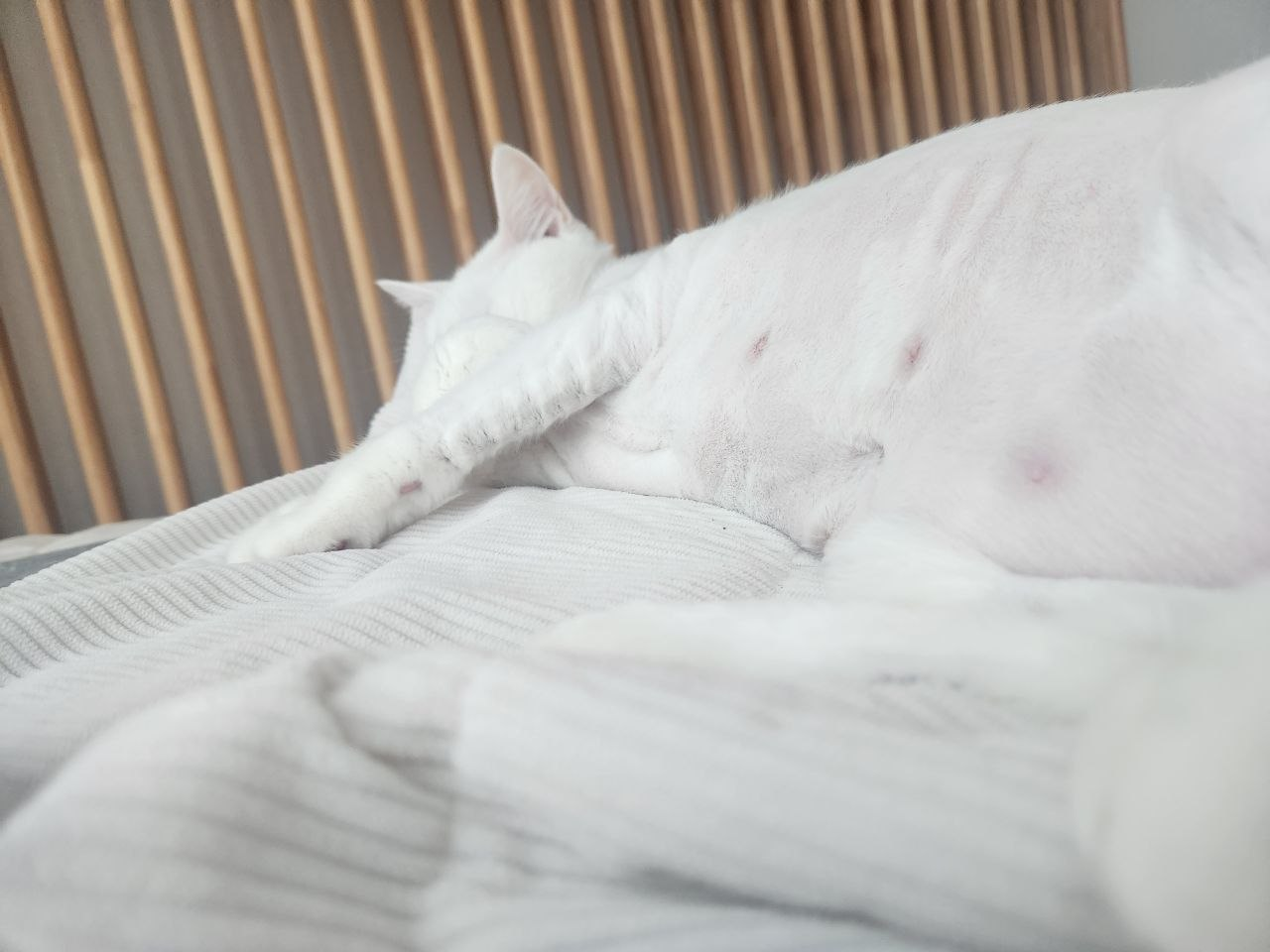 병원에 다녀와 낮잠 자는 별이