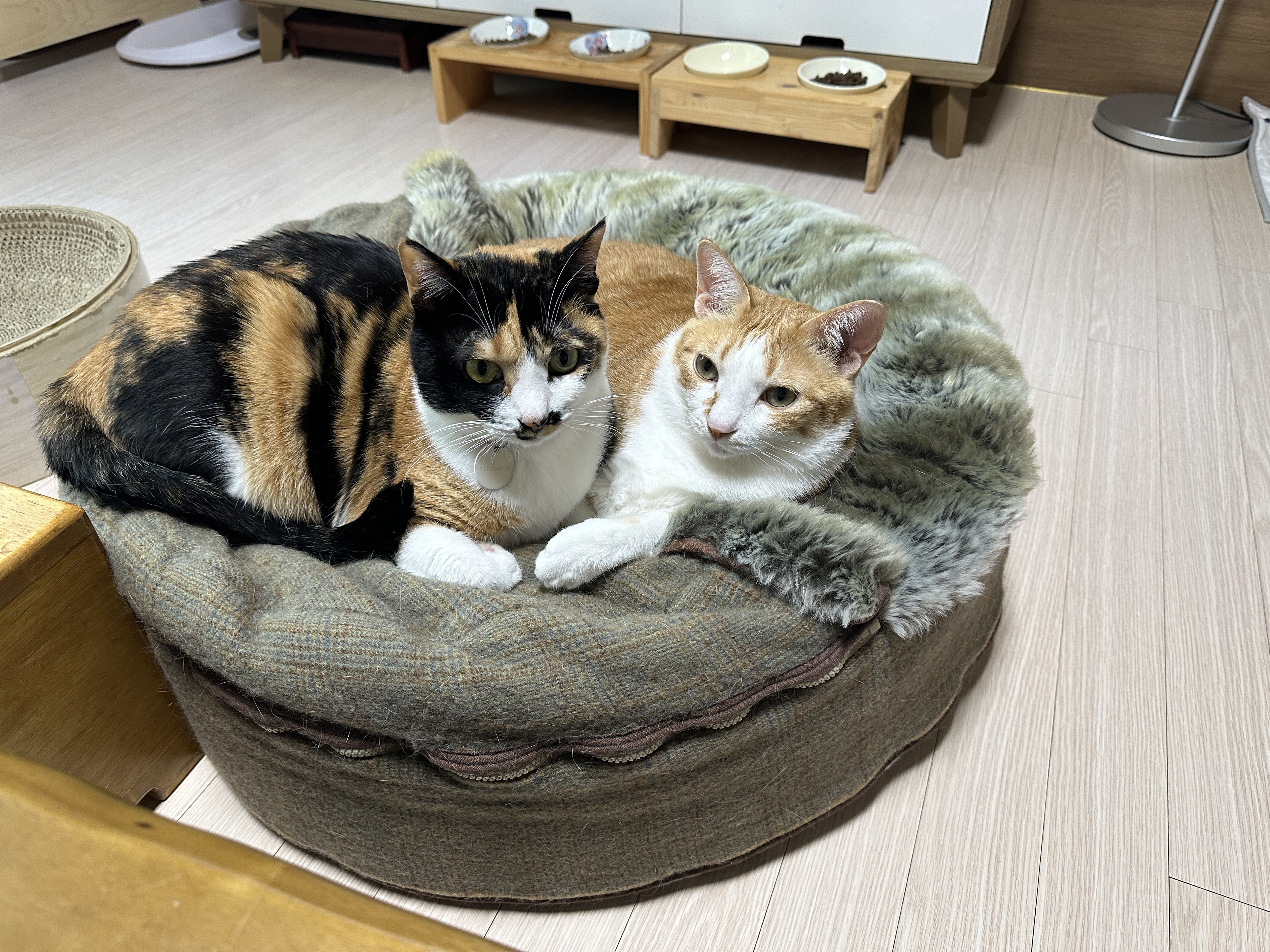 터래기방석 위치를 옮겼더니 고양이들이.. (feat. 방석에 폭 안겨 자는 치즈냥이 호야와 삼색이 다다)