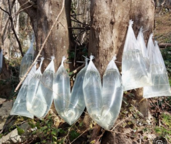 고로쇠 물 추출