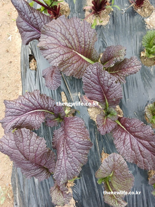 피부 노화를 막는 항산화 효능을 품고 밭에서 싱싱하게 자라는 적겨자