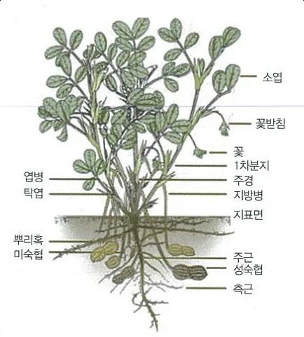 땅콩 재배 개화 후 흙 덮기 배수로 확보 칼슘 보충_9