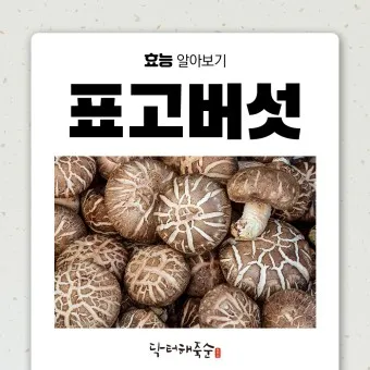 표고버섯 효능_27