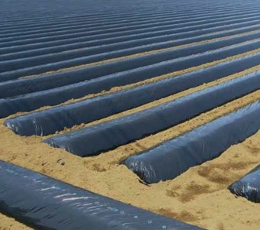 농업의 필수템 멀칭비닐 종류, 사이즈, 규격, 두께, 구멍뚫기