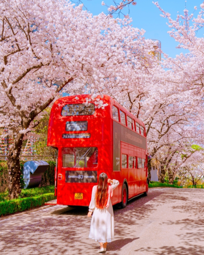 대구 이월드 블라썸 피크닉 벚꽃 축제