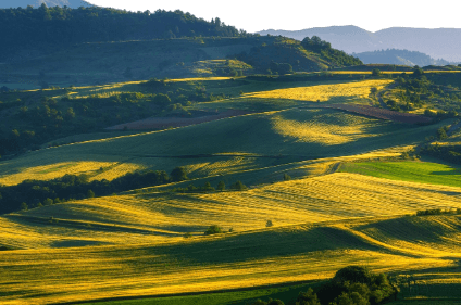 2025 농지이양 은퇴직불금 일반 vs 임대형 비교 
