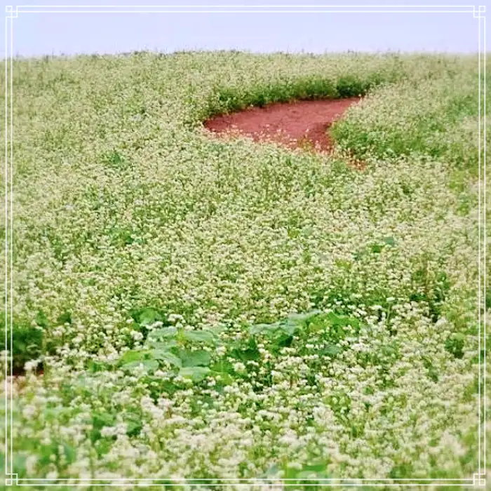 전북 고창 맛집 베이커리 디저트 새싹보리 크로아상