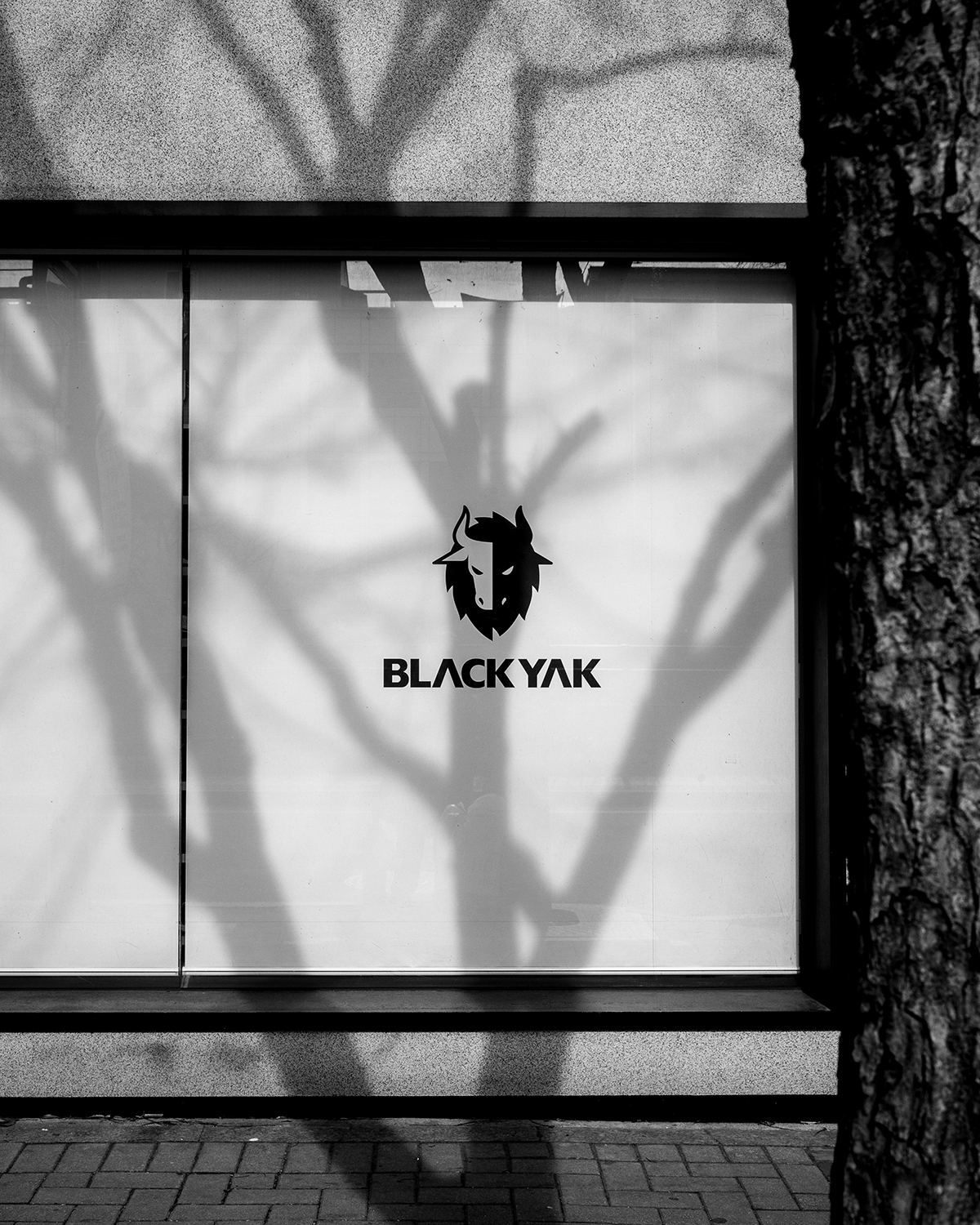 건물 외벽 블랙야크 로고 위로 드리워진 나무 그림자를 담은 라이카 Q2 흑백 스트릿 사진