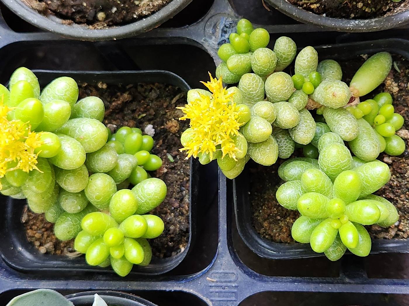 녹귀란 Sedum Hernandezii