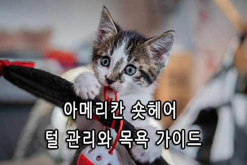 아메리칸 숏헤어 털 관리와 목욕 가이드