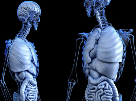 왼쪽 갈비뼈 아래 통증 4