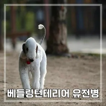 베들링턴 테리어 가격 분양 미용 성격_20