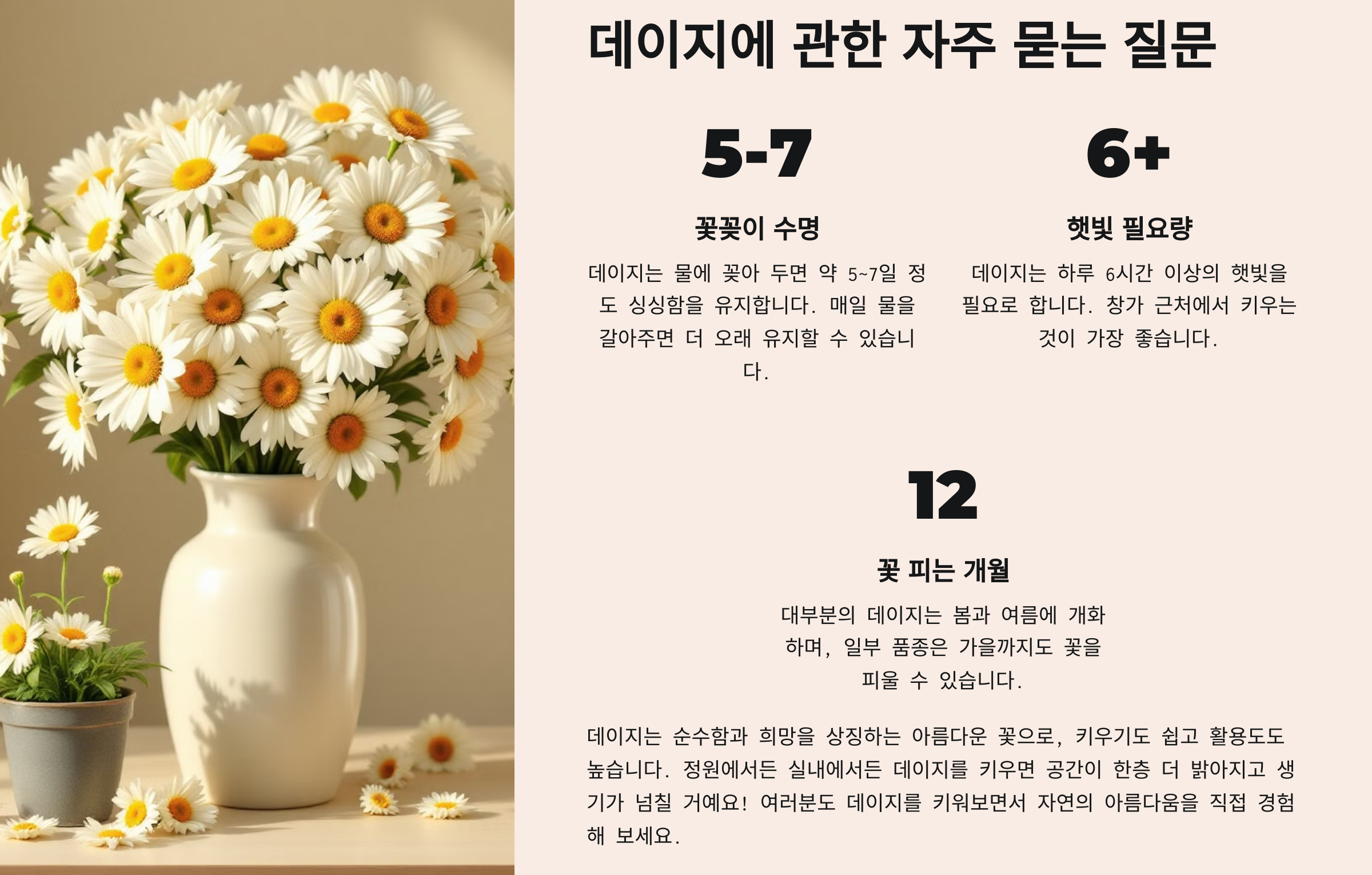 데이지 꽃