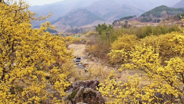구례 산수유꽃축제