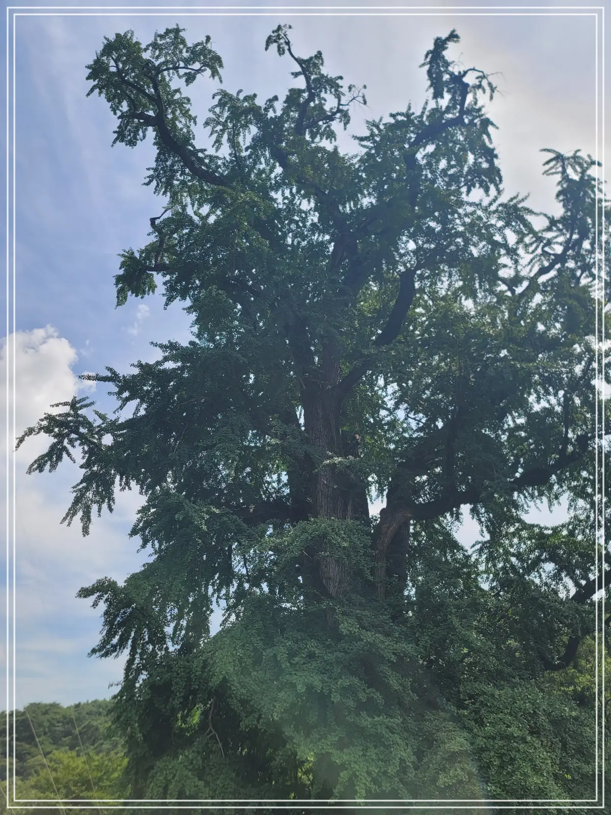 용문사-20250808_140007