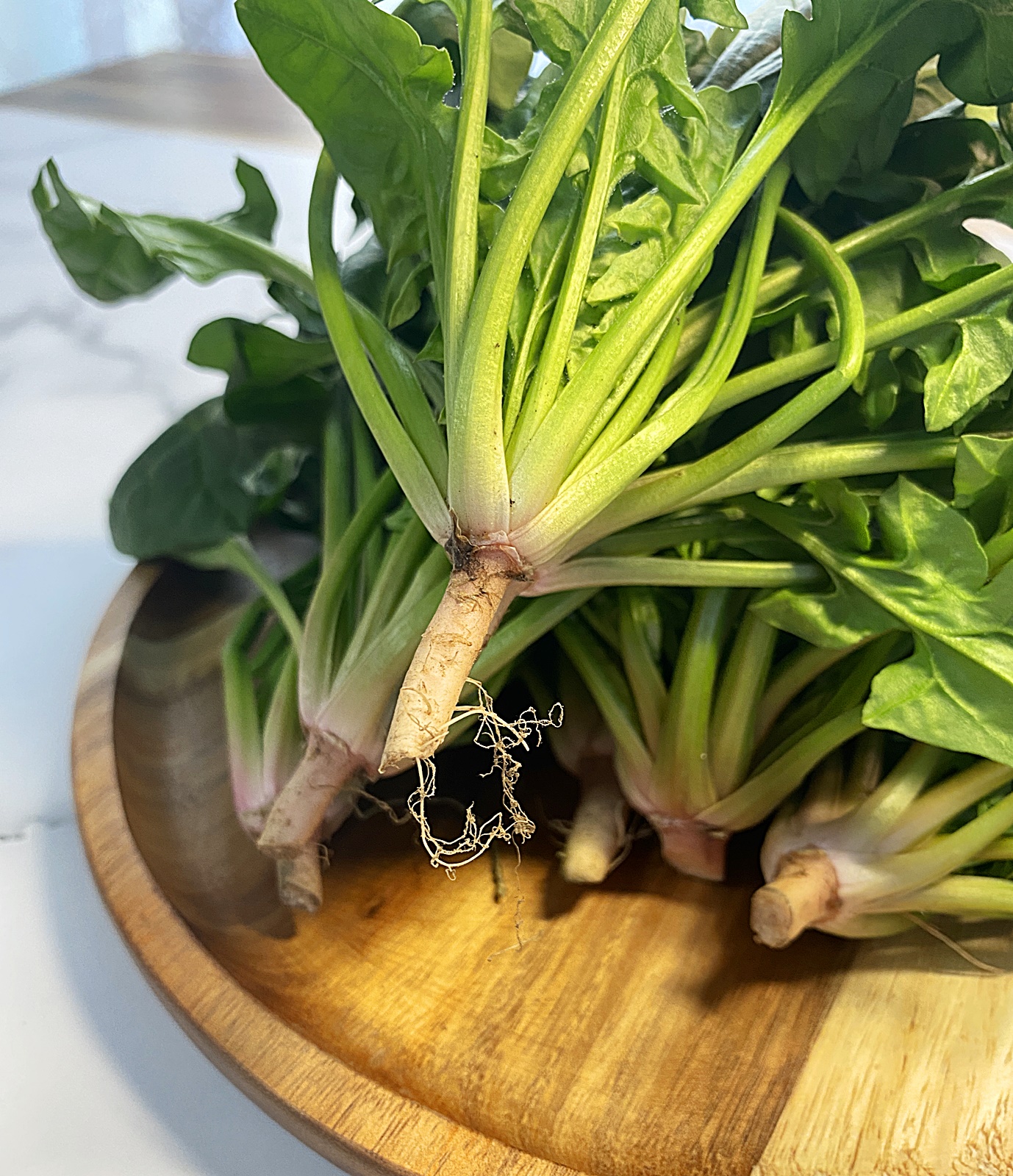 남해 시금치 뿌리