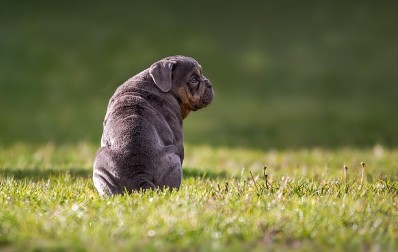 각국 유기동물 입양 정책 트렌드