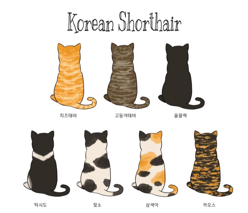 코리안 숏헤어 고양이 7가지 종류