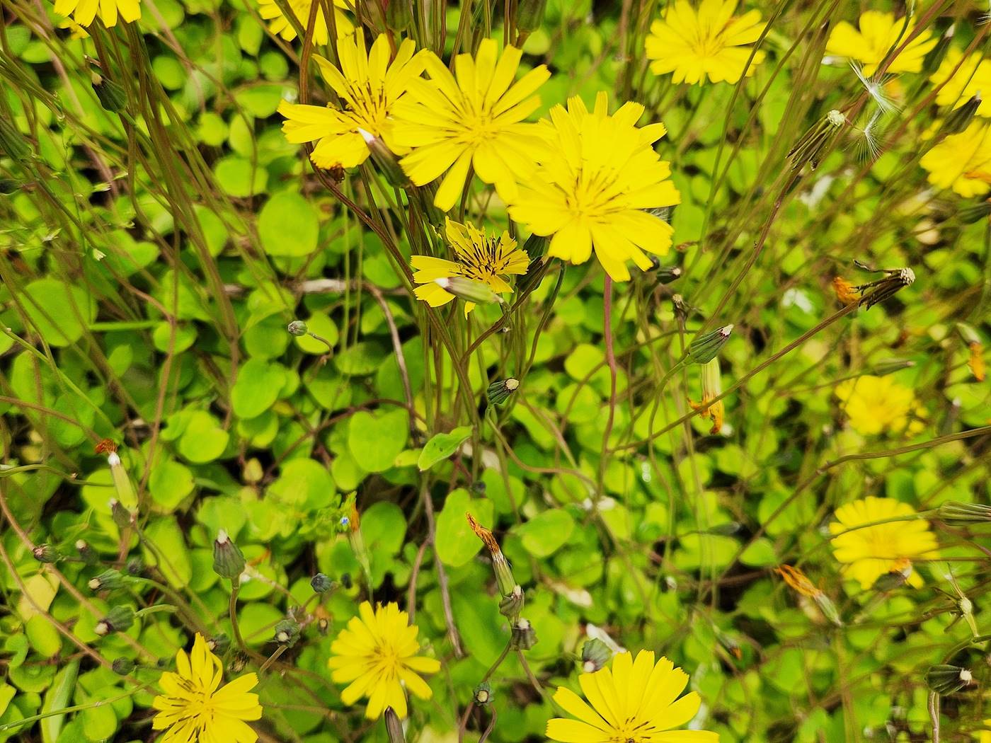 좀씀바귀(둥근잎씀바귀)