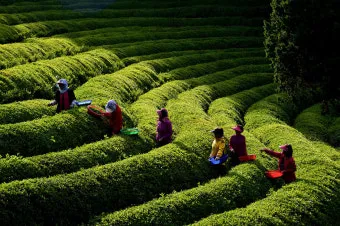 보성 녹차밭 대한다원 입장료 주차 코스 정보 총정리_8