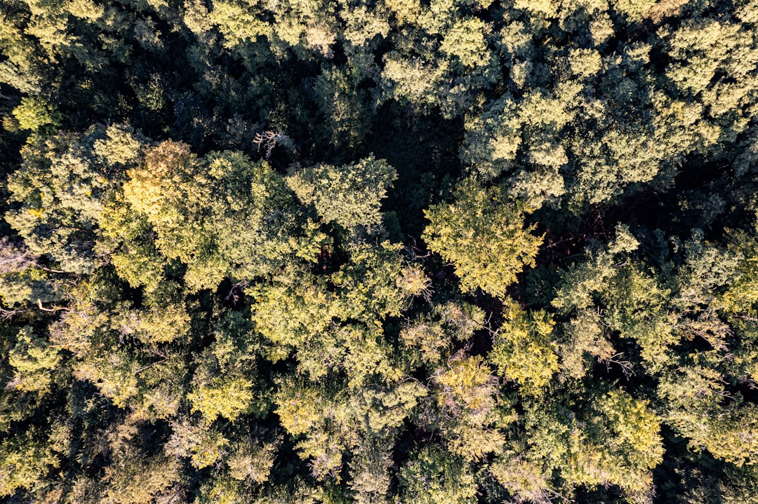 Forestry