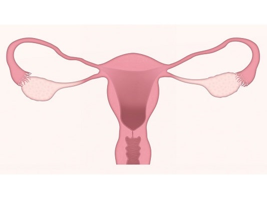 구기자 효능