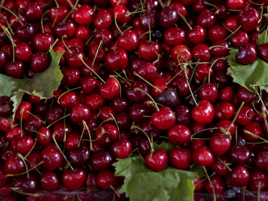 체리-효능-부작용-하루-섭취량-관련-사진
