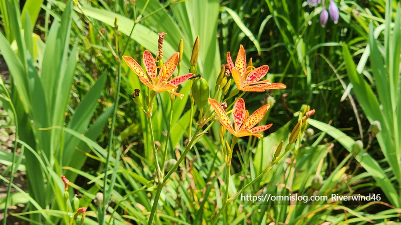 애기범부채(Crocosmia crocosmiflora)꽃,범부채꽃