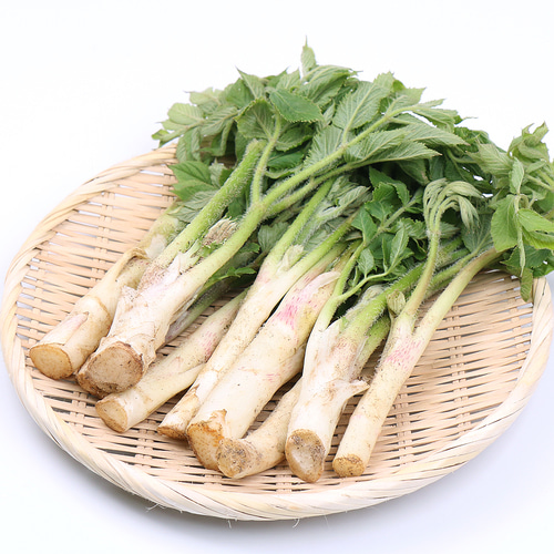 땅두릅, 광주리, 녹색잎