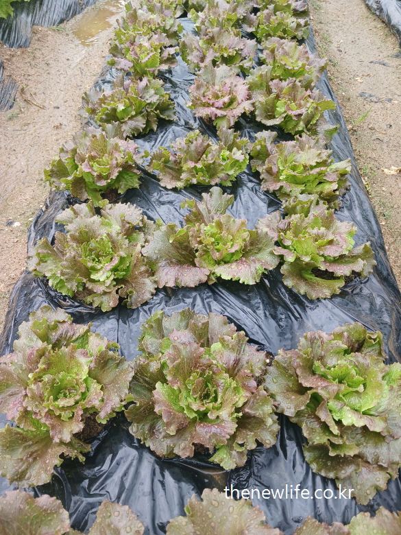 Wide-leaved red-green lettuce plants growing in neat rows on black mulch after rainfall-넓은 잎을 가진 붉은빛과 녹색빛이 섞인 상추 – 비 온 후 검정 비닐 위에 가지런히 자란 모습