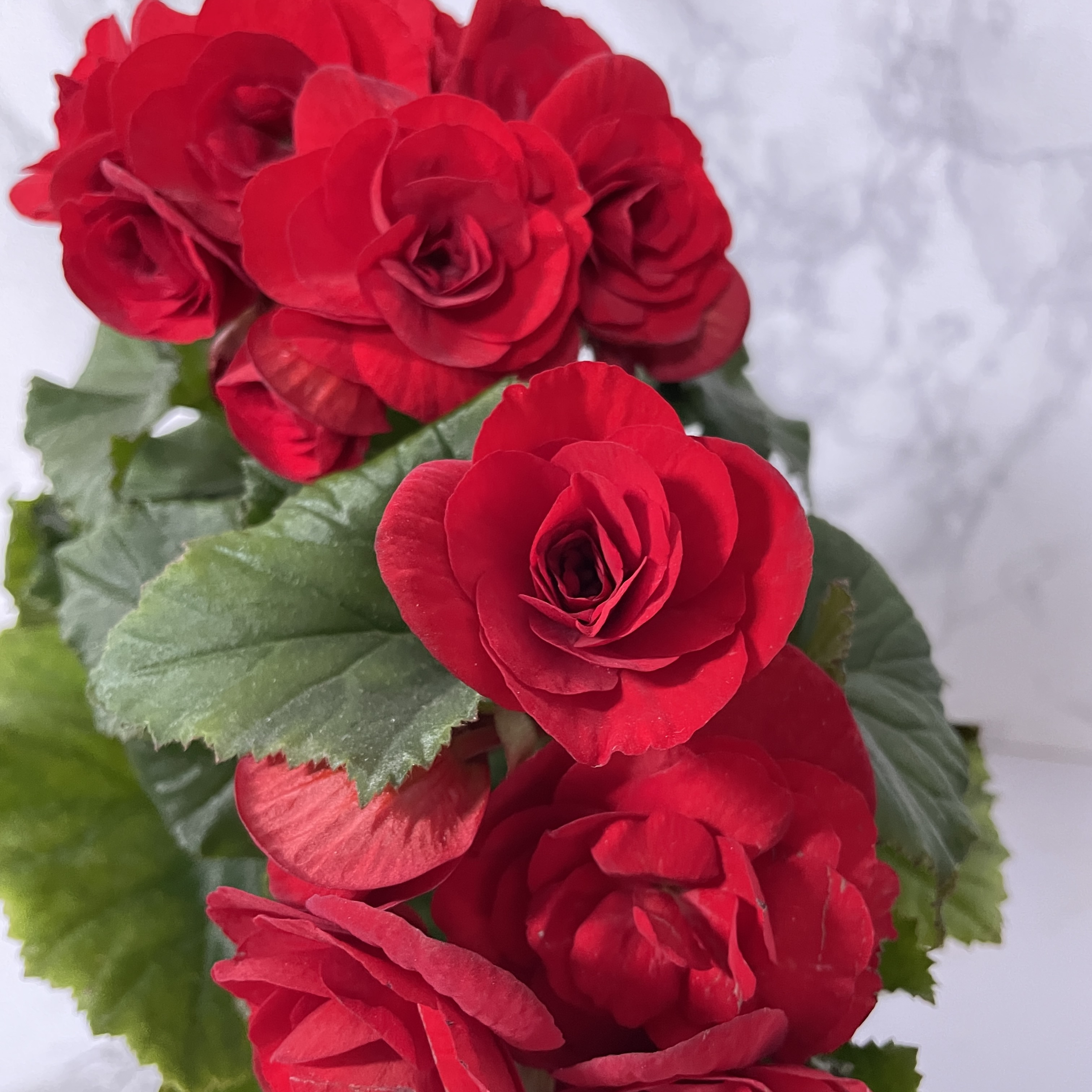 베고니아 키우는 법, 물주기, 햇빛, 관리방법