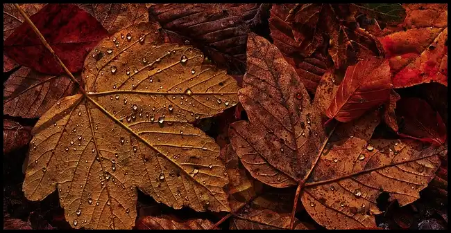 2024년 내장산 단풍절정시기