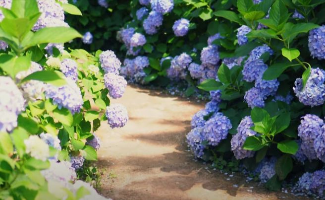 7월 국내 꽃축제 총정리