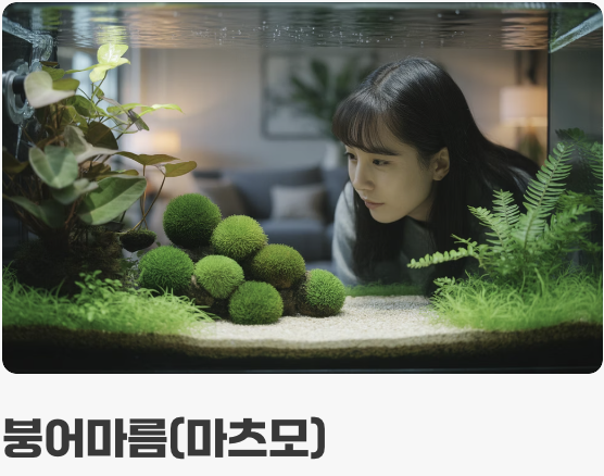 어항의 허파&amp;#44; 수초를 심자