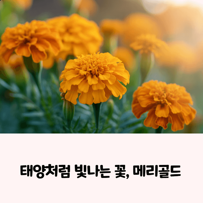 메리골드