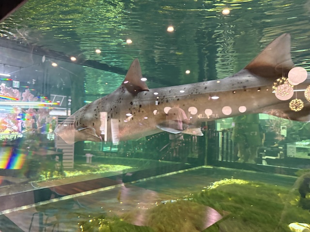 상어 먹이주기 체험