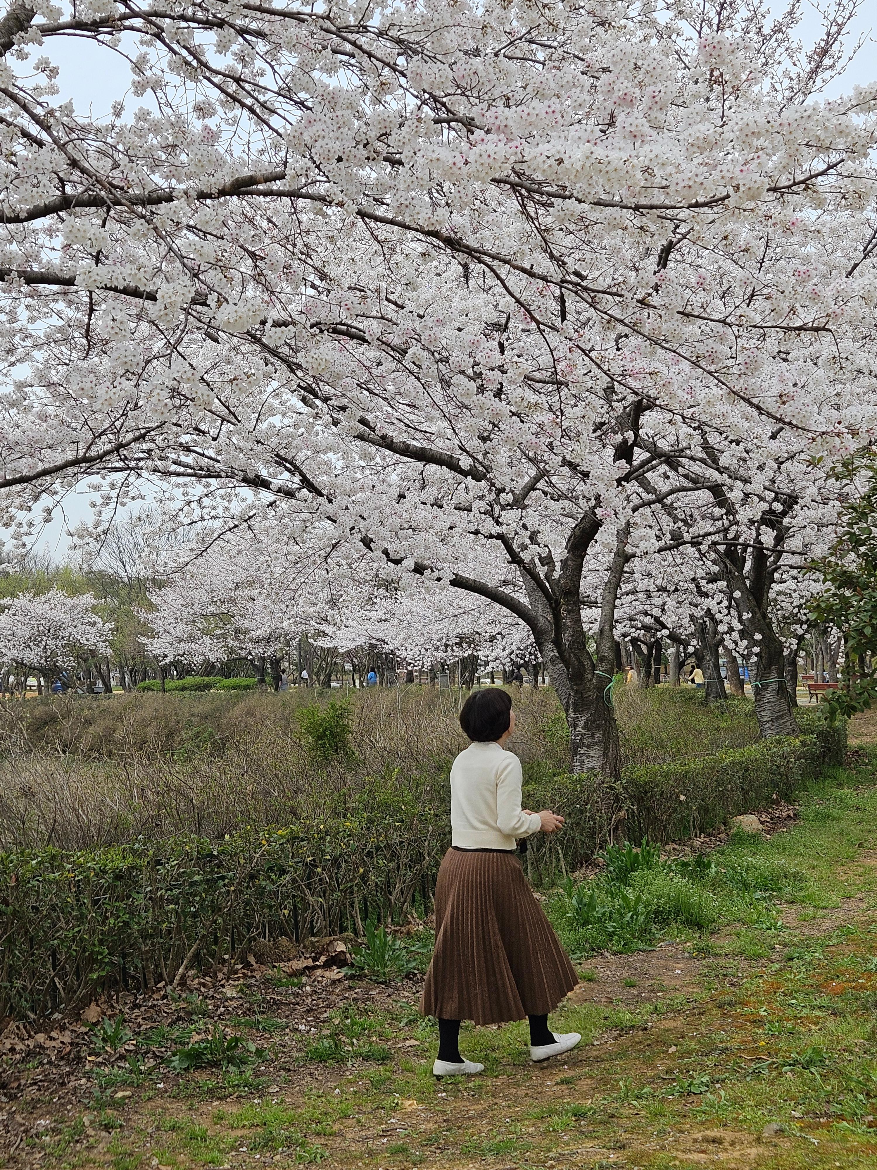 벚꽃명소 대원사