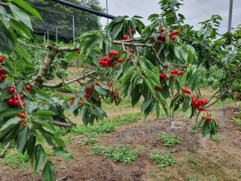 체리나무 재배법 건강한 과일 나무 키우기_20